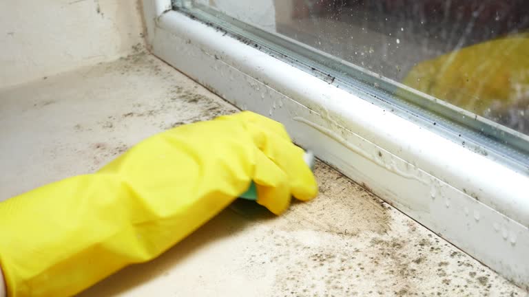 Mold Remediation for Vacation Homes in Herricks, NY